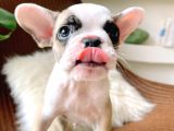 French Bulldog 3 Disi 2 Erkek