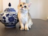 Safkan Irk Garantili