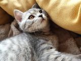 British Shorthair Dişi Yavru