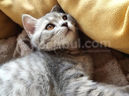 British Shorthair Dişi Yavru