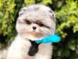 Safkan Pomeranian Boo Yavrularımız