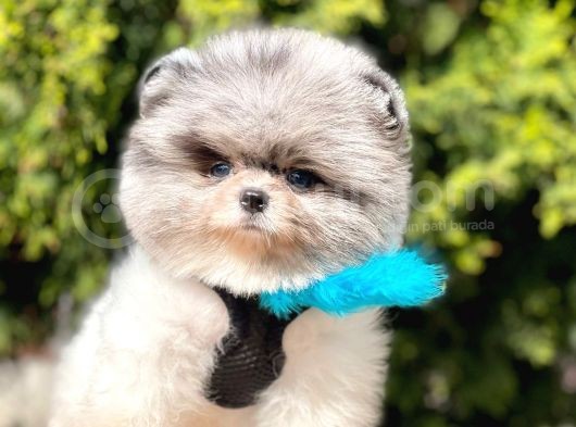 Safkan Pomeranian Boo Yavrularımız görsel