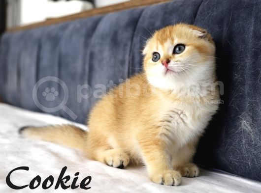5Dişi 2Erkek görsel