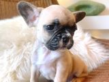 French Bulldog 3 Disi 2 Erkek