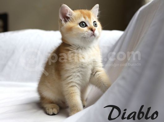 5Dişi 2Erkek görsel
