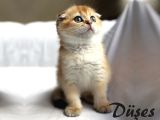5Dişi 2Erkek