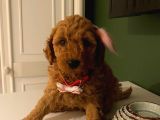 Toy Poodle Red 50 Günlük Dişi Ve Erkek Yavrularımız