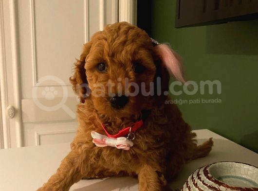 Toy Poodle Red 50 Günlük Dişi Ve Erkek Yavrularımız görsel