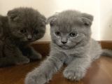 Son 2 Yavru British Shorthair Fold Dişi Ve Erkek Yavru