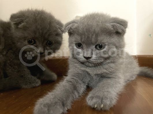 Son 2 Yavru British Shorthair Fold Dişi Ve Erkek Yavru görsel