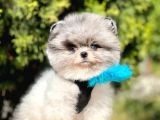 Safkan Pomeranian Boo Yavrularımız