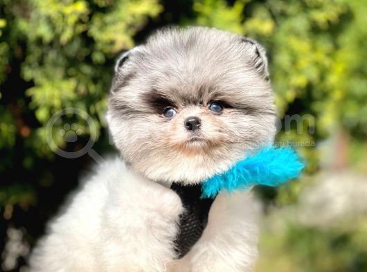 Safkan Pomeranian Boo Yavrularımız görsel