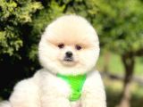 Safkan Pomeranian Boo Yavrularımız
