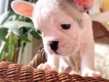 French Bulldog 3 Disi 2 Erkek