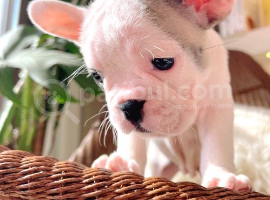 French Bulldog 3 Disi 2 Erkek görsel