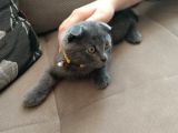 Scottish Fold Yavru Kedi