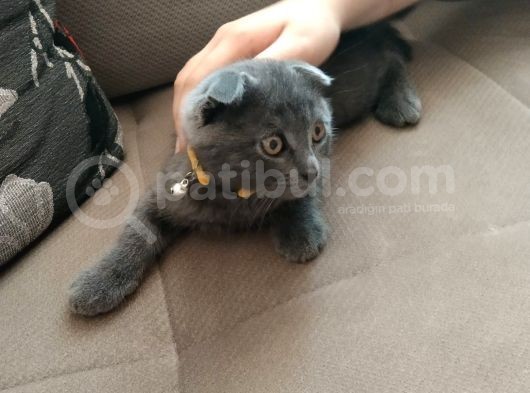 Scottish Fold Yavru Kedi görsel
