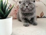 Son 2 Yavru British Shorthair Fold Dişi Ve Erkek Yavru
