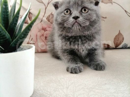 Son 2 Yavru British Shorthair Fold Dişi Ve Erkek Yavru görsel