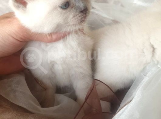 Blue Point Erkek Iletişime Gecin görsel