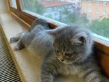 British Shorthair Yavrumuza Güzel Bir Yuva Arıyoruz