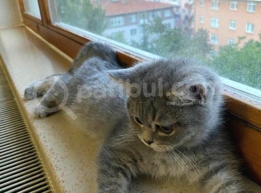 British Shorthair Yavrumuza Güzel Bir Yuva Arıyoruz