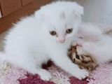 Oyuncu Çete Üyeleri