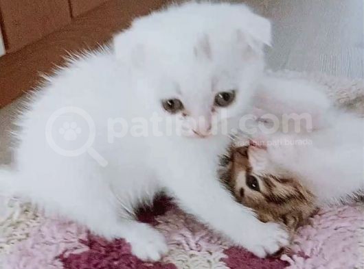 Oyuncu Çete Üyeleri görsel