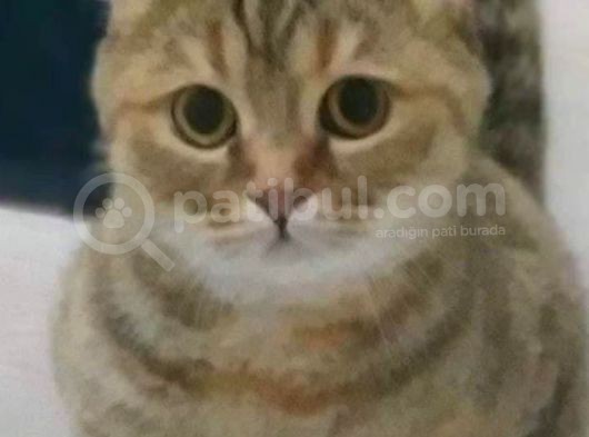 Oyuncu Çete Üyeleri görsel
