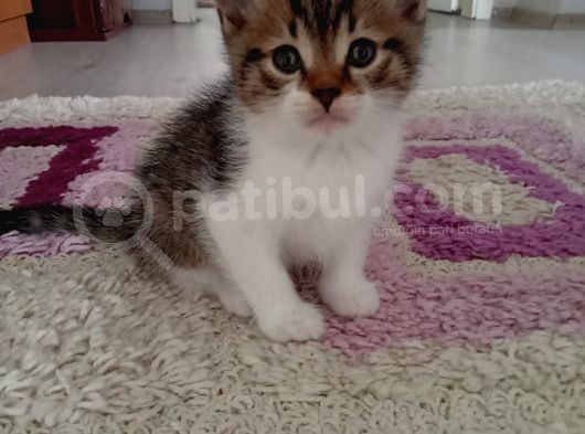 Oyuncu Çete Üyeleri görsel
