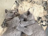 Britsh Shorthair Ayı Surat Orjinal