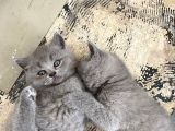 Britsh Shorthair Ayı Surat Orjinal