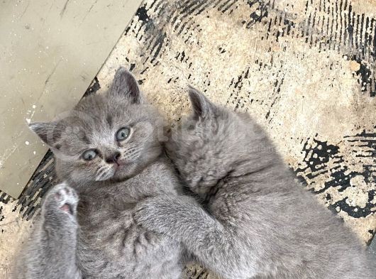 Britsh Shorthair Ayı Surat Orjinal görsel