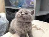 Britsh Shorthair Ayı Surat Orjinal