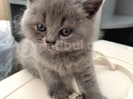 Britsh Shorthair Ayı Surat Orjinal görsel