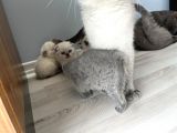 Ares Ve Ponçik  8 Ay Ve 1 Yaş Ikiside Kısır Değildir Ve 4 Yavru