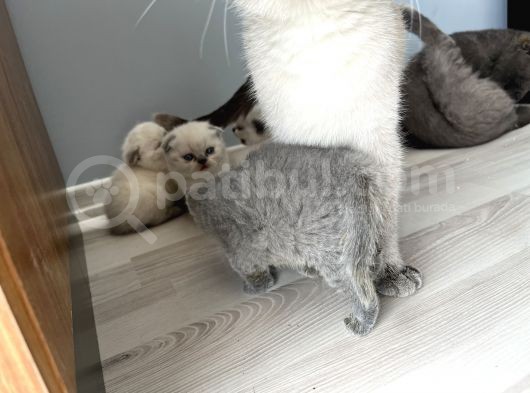 Ares Ve Ponçik  8 Ay Ve 1 Yaş Ikiside Kısır Değildir Ve 4 Yavru görsel