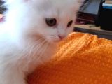 Beyaz Pamuk Gibi Tüyleri Olan Kedimiz Yeni Yuva Ariyor