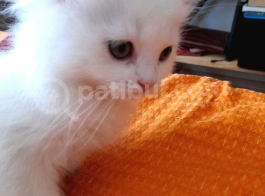 Beyaz Pamuk Gibi Tüyleri Olan Kedimiz Yeni Yuva Ariyor görsel