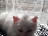 Beyaz Pamuk Gibi Tüyleri Olan Kedimiz Yeni Yuva Ariyor