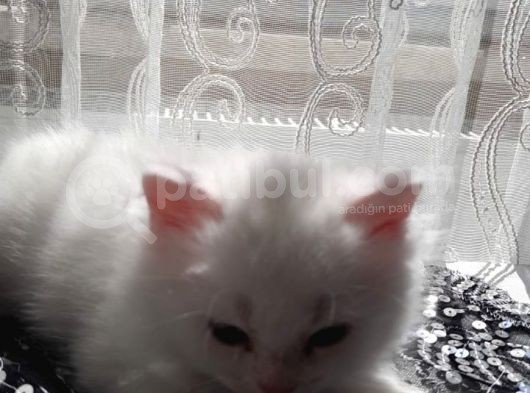 Beyaz Pamuk Gibi Tüyleri Olan Kedimiz Yeni Yuva Ariyor görsel