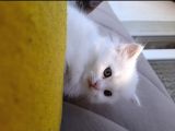 Beyaz Pamuk Gibi Tüyleri Olan Kedimiz Yeni Yuva Ariyor