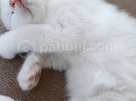 Beyaz Pamuk Gibi Tüyleri Olan Kedimiz Yeni Yuva Ariyor görsel