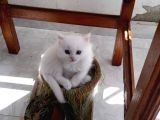 Beyaz Pamuk Gibi Tüyleri Olan Kedimiz Yeni Yuva Ariyor