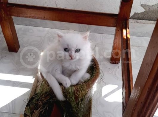 Beyaz Pamuk Gibi Tüyleri Olan Kedimiz Yeni Yuva Ariyor görsel