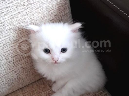 Beyaz Pamuk Gibi Tüyleri Olan Kedimiz Yeni Yuva Ariyor