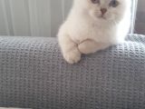 5 Aylık Tuvalet Eğitimli Kedi