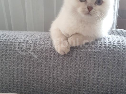 5 Aylık Tuvalet Eğitimli Kedi