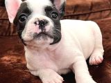 Blue Gen Taşiyici French Bulldog Yavrular