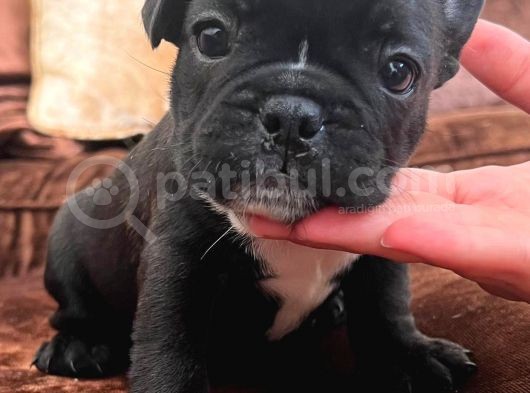 Blue Gen Taşiyici French Bulldog Yavrular görsel